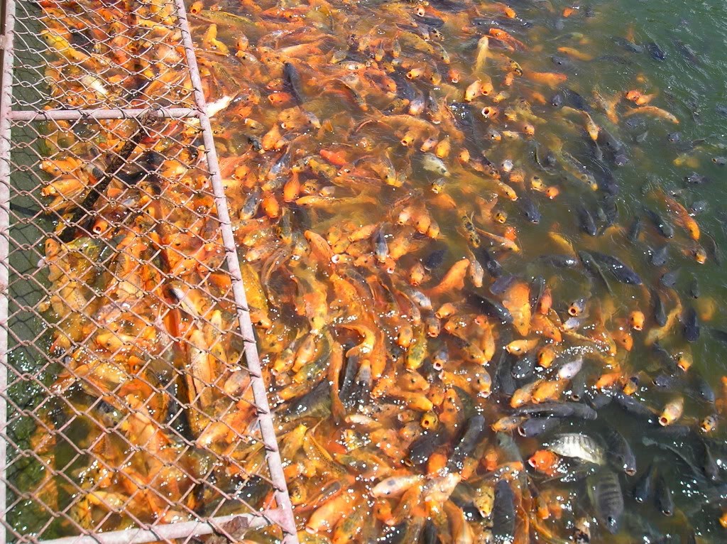 Cá chép tại hồ nước ngọt